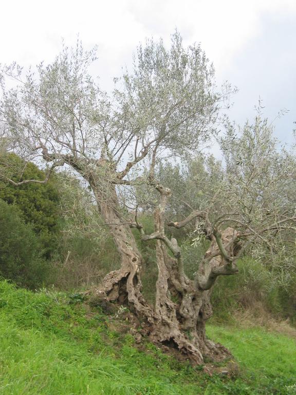 Casal Finocchito Villa Ogliastro Cilento Luaran gambar