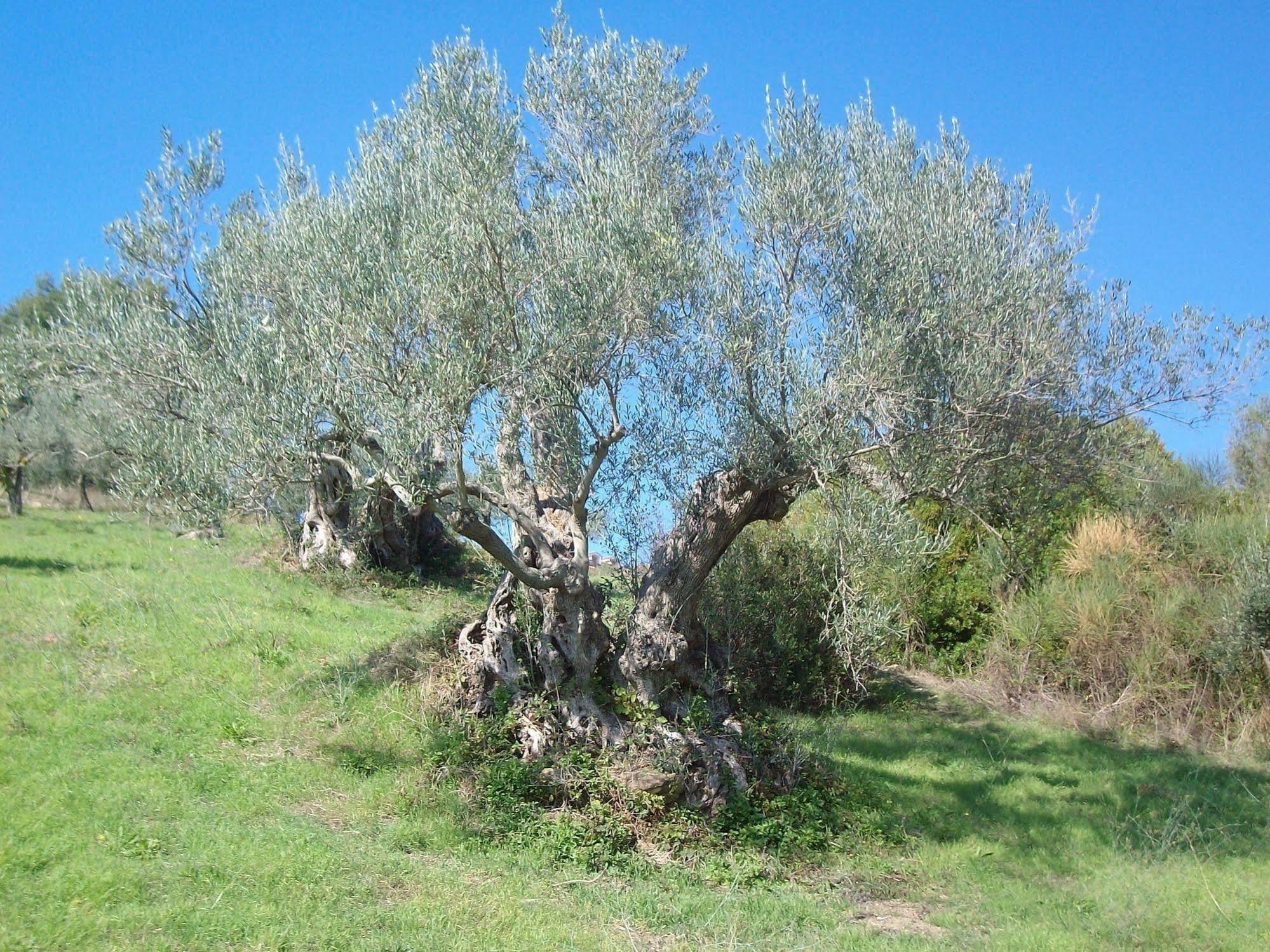 Casal Finocchito Villa Ogliastro Cilento Luaran gambar
